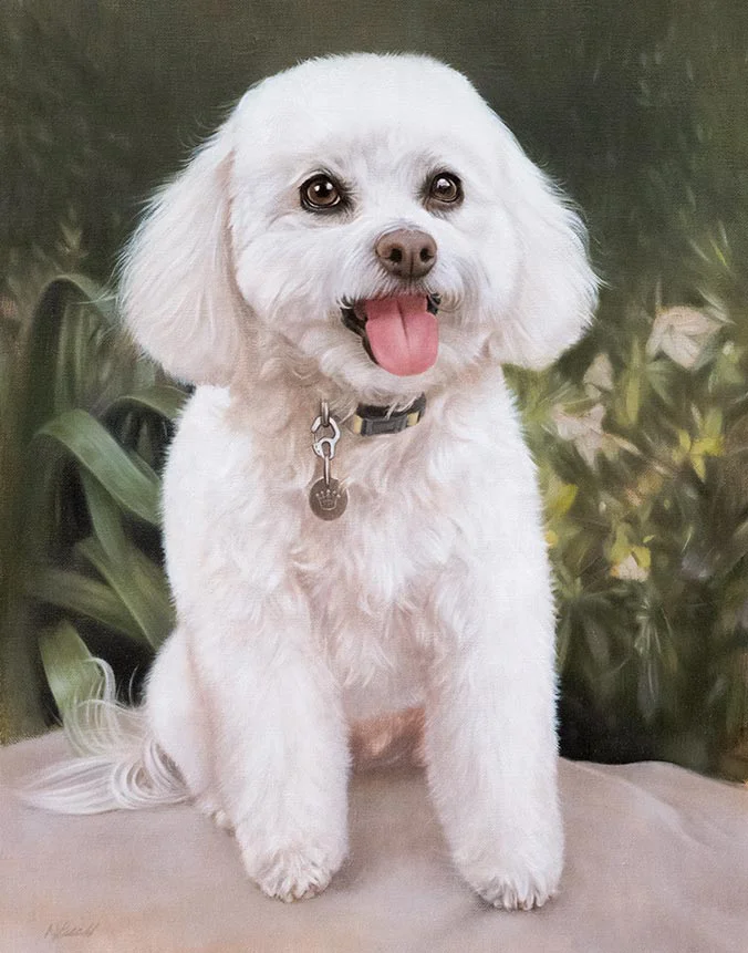Oil painting of Lulu, a Bichon Frise dog, by Nicholas Beall