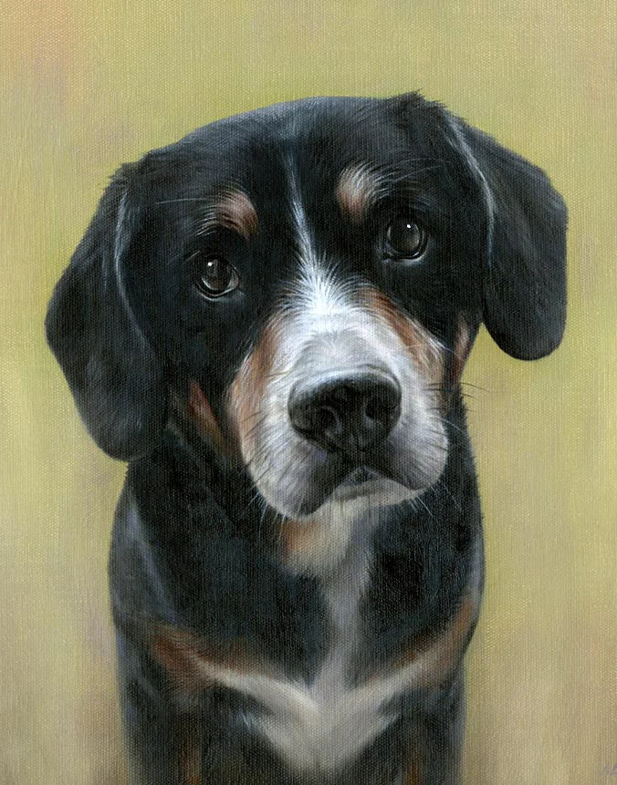 Oil portrait of Lance the Entlebucher Mountain Dog by Nicholas Beall