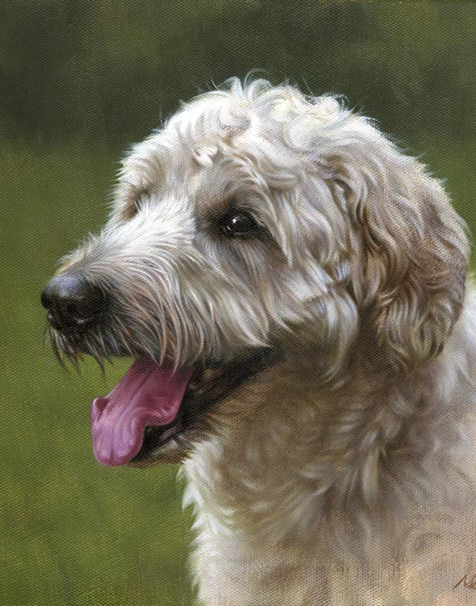 Oil portrait of Amber the Labradoodle by Nicholas Beall