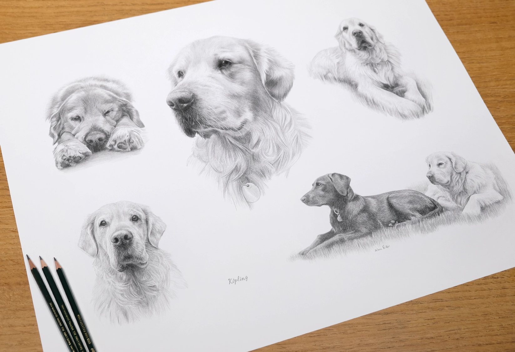 Kipling the Golden Retriever — Life Story pencil portrait by Melanie Phillips