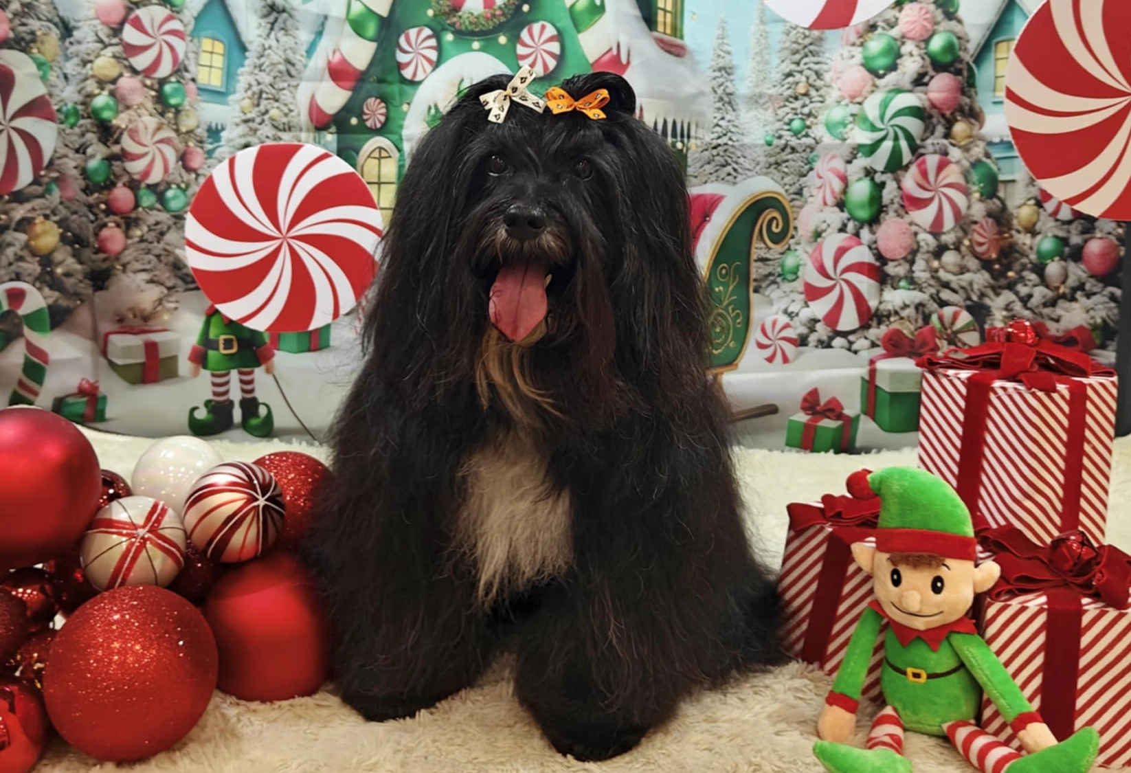 Lily's grooming photos for good reference material