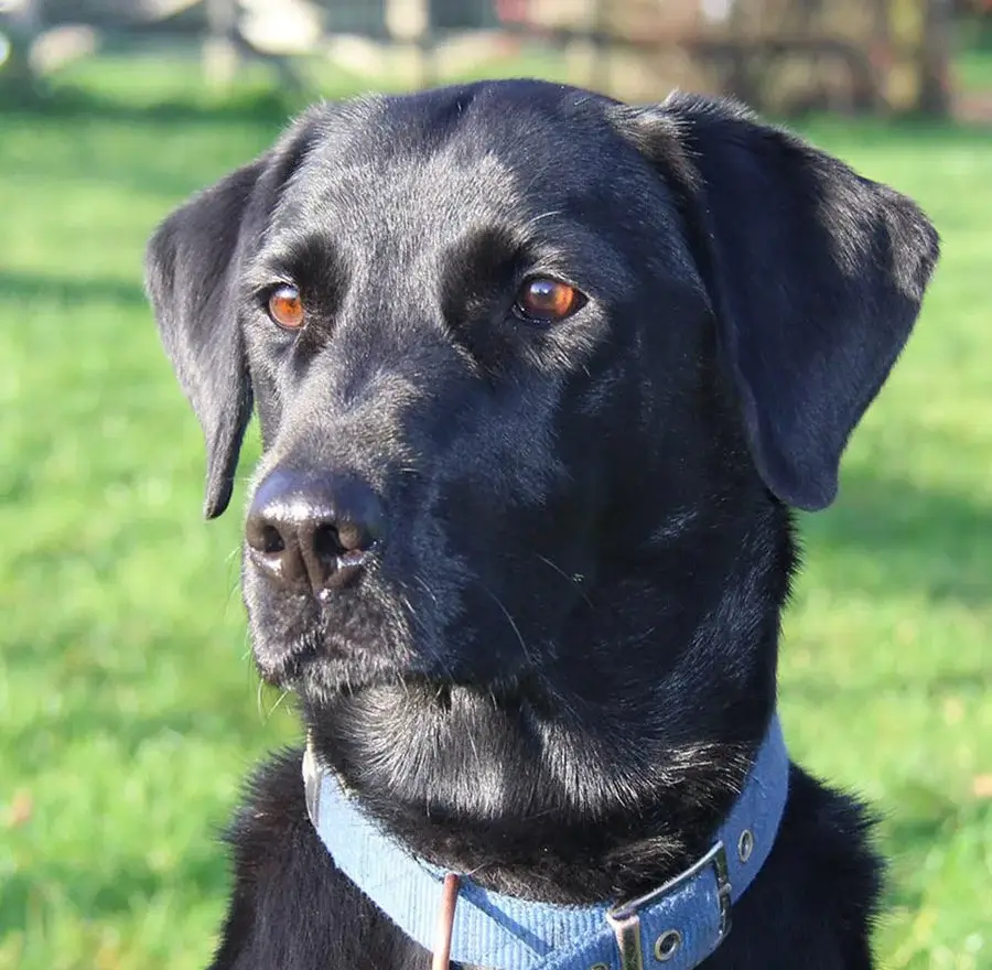 Close-up of a dog's face, demonstrating a good head study photo with clear focus and natural lighting, ideal for a pet portrait.