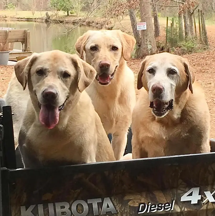 Examples of individual pet photos (cat and dog) suitable for combining into a single multi-pet portrait, showing consistent lighting and direction.