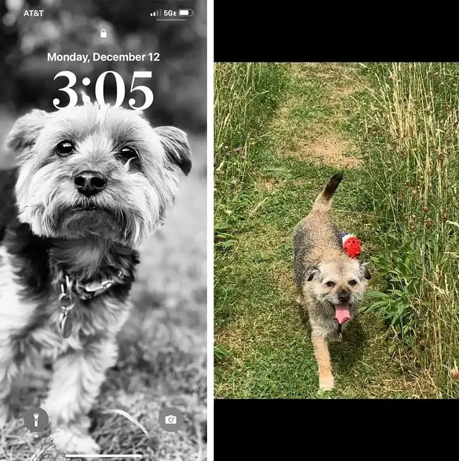 Image illustrating why to avoid screenshots and send full-size, original image files directly from your camera or phone for best pet portrait results.