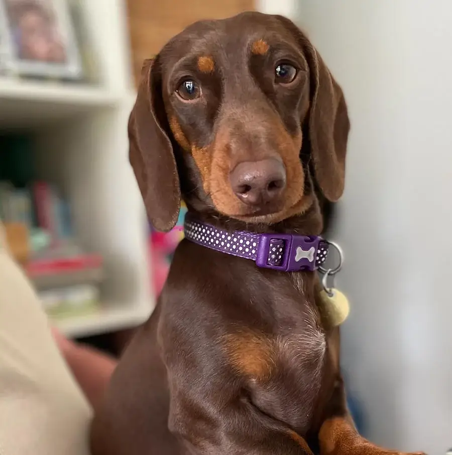 Mike's dog Kipper, a perfect example of a crisp, clear, and well-focused indoor photo taken with an iPhone 12, demonstrating good photography tips for pet portraits.