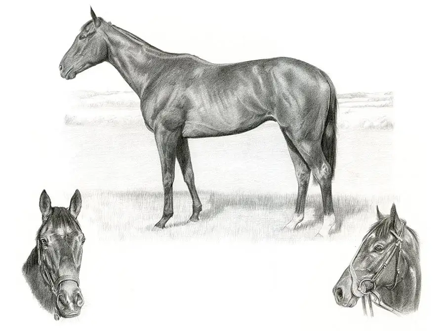 Charles the horse drawn in pencil as a Life Story Portrait, highlighting his elegance and personality.