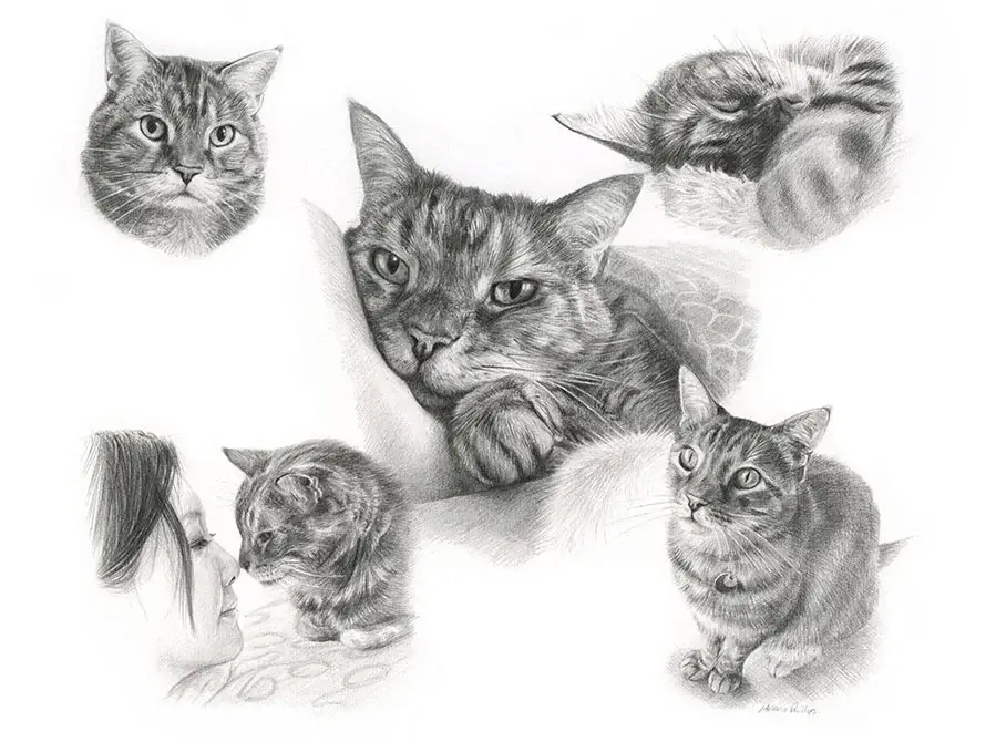 Gilli's tender Life Story drawing capturing this sweet cat's personality in beautiful detail