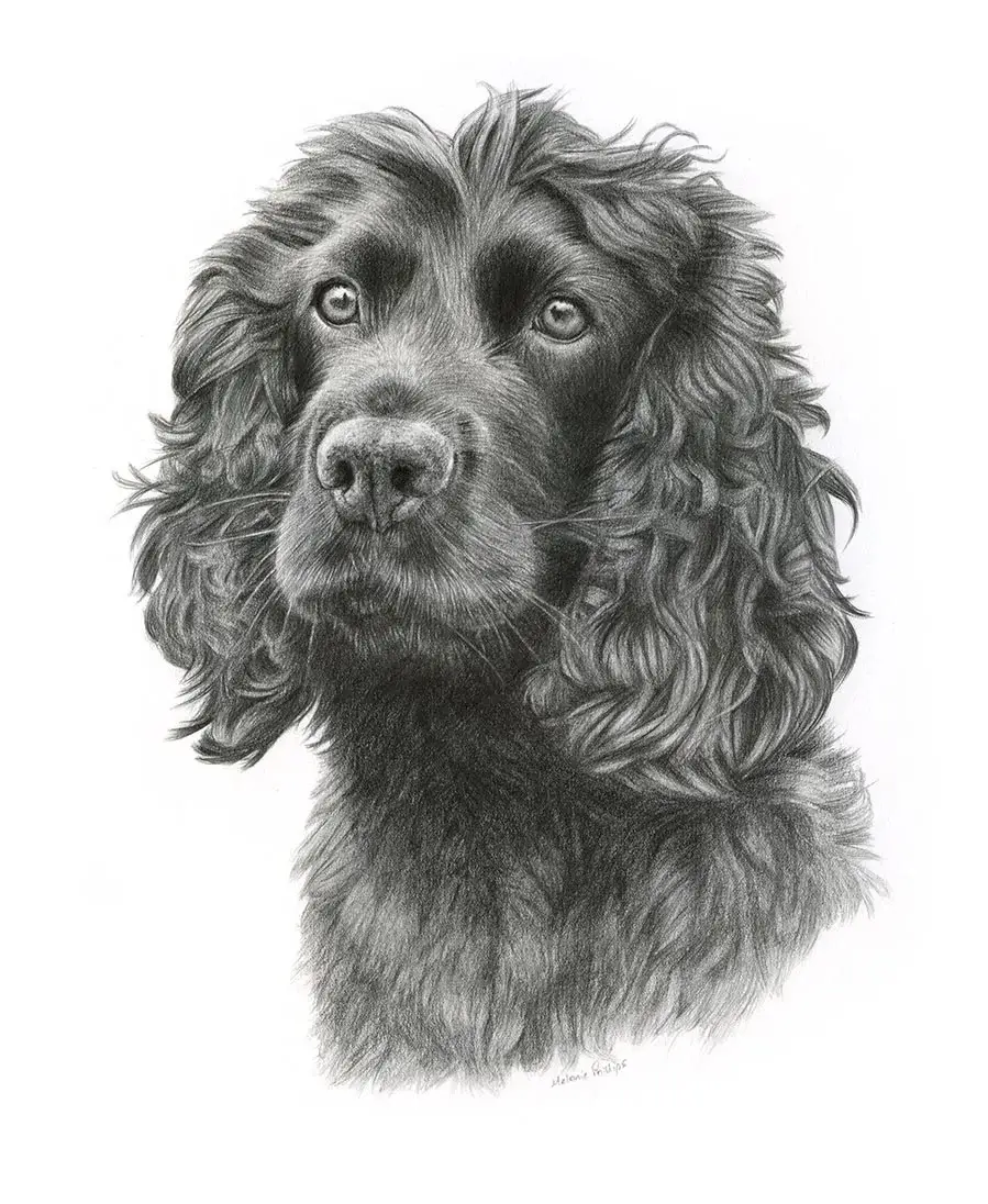 Pencil portrait of Brodie, a Spaniel, in a classic hand-drawn style.