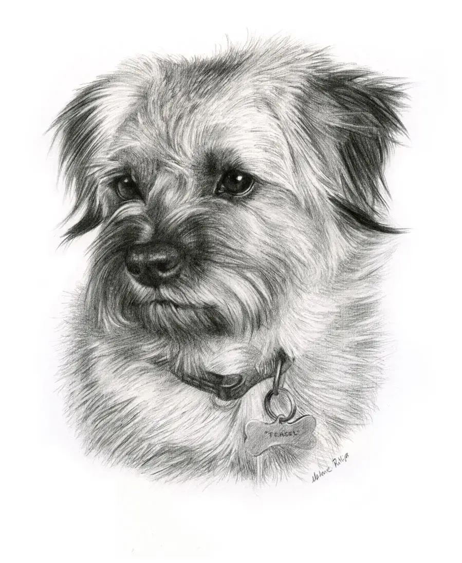 Pencil portrait of Teasel, a dog, capturing her playful expression.