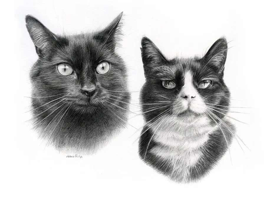 Double pencil portrait of Pixie and Boots, two cats, sharing a single frame.