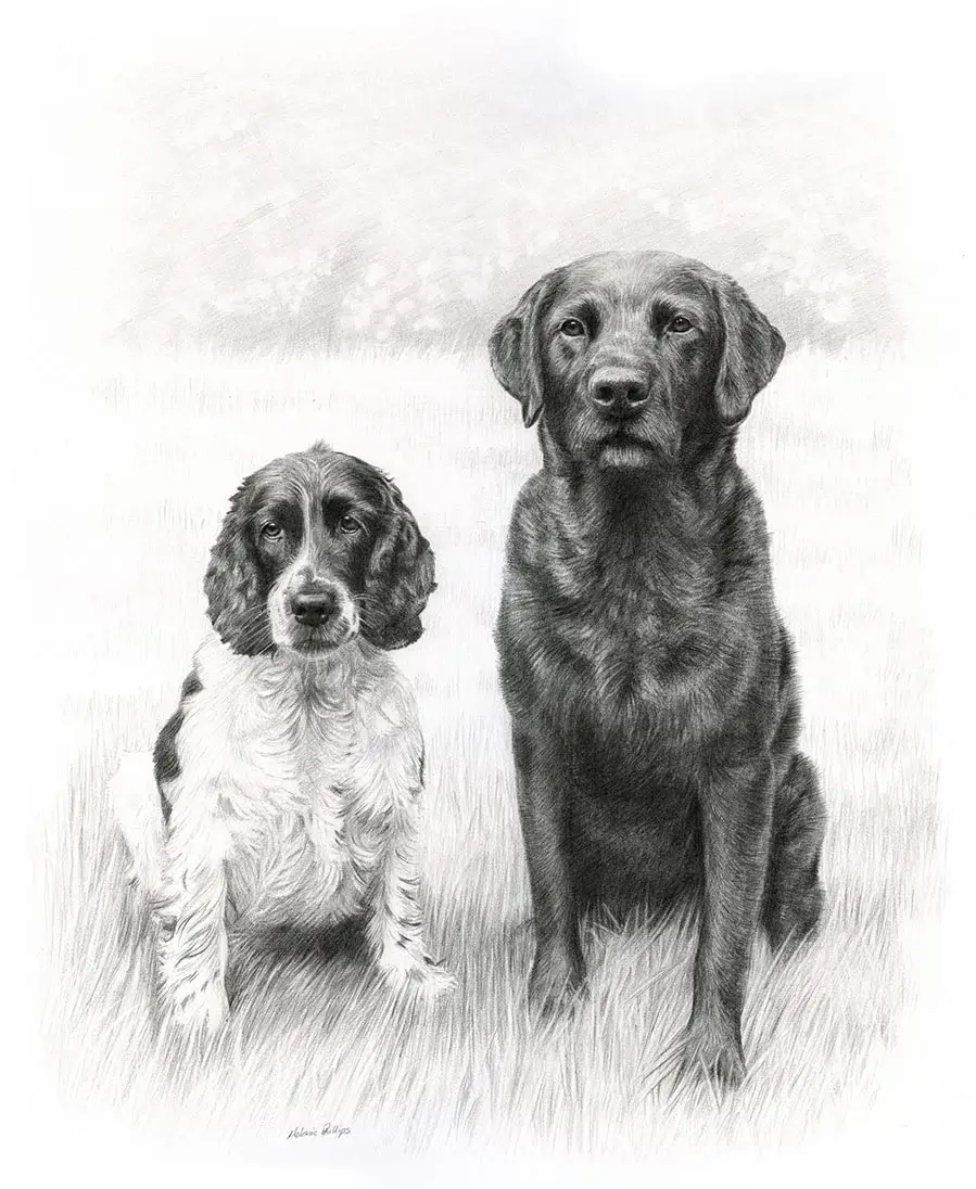 Double pencil portrait of Stanley and Jarvis, two Labradors, captured together.