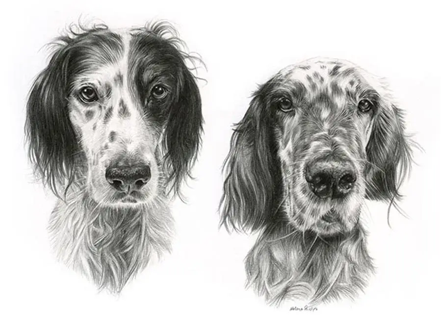 Pencil portrait of Violet and Gil, two English Setters, in a dynamic composition.