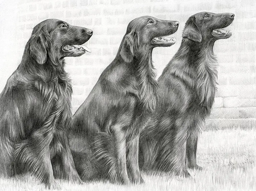 Pencil portrait featuring Jenson, Liffey, and Forrest, three Flat Coated Retrievers.
