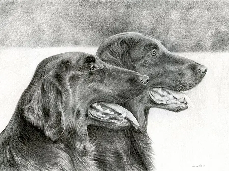 Pencil portrait of Maddie and Jacob, two Flat Coated Retrievers, in a natural pose.