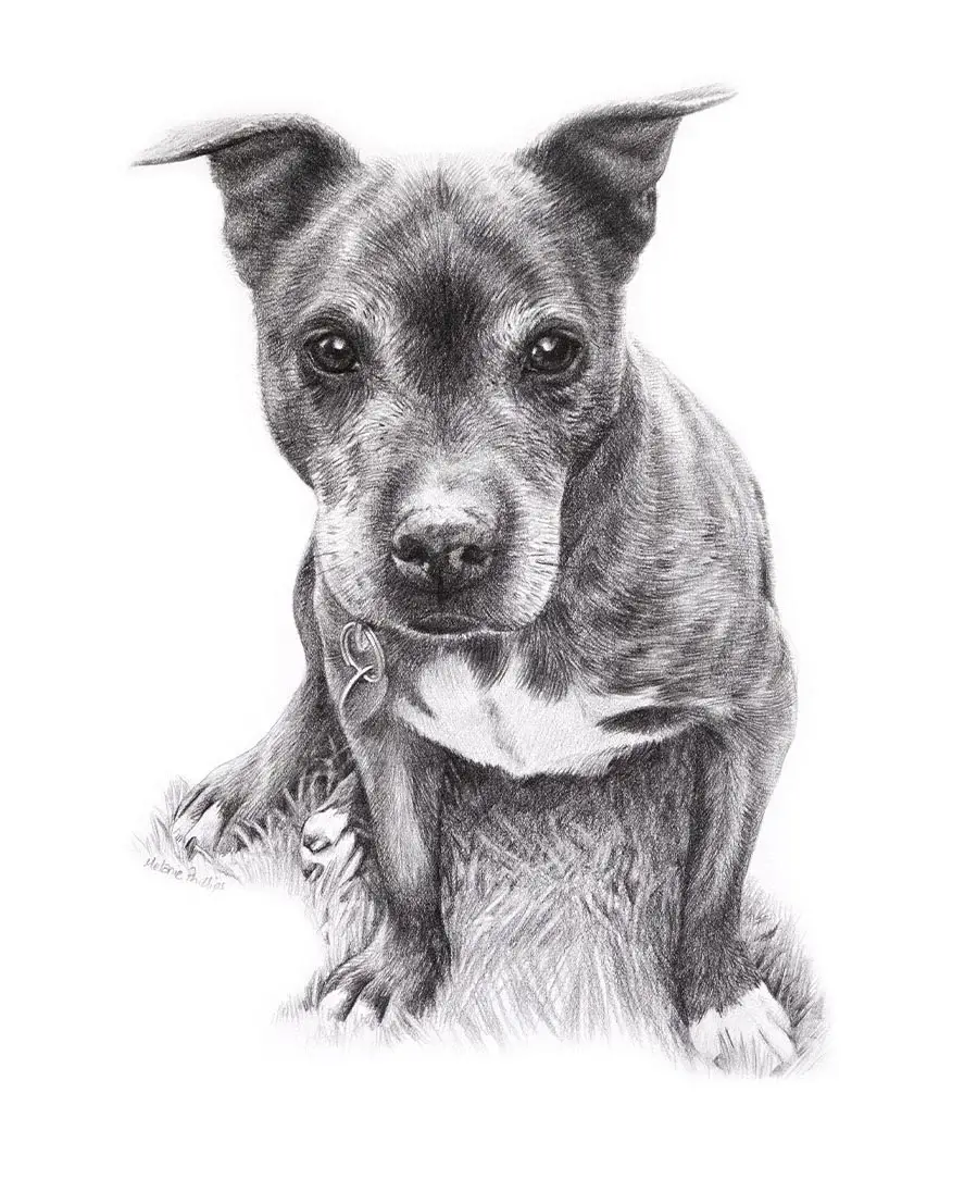 Pencil drawing of Stormy, a Staffy, showcasing her strong features.