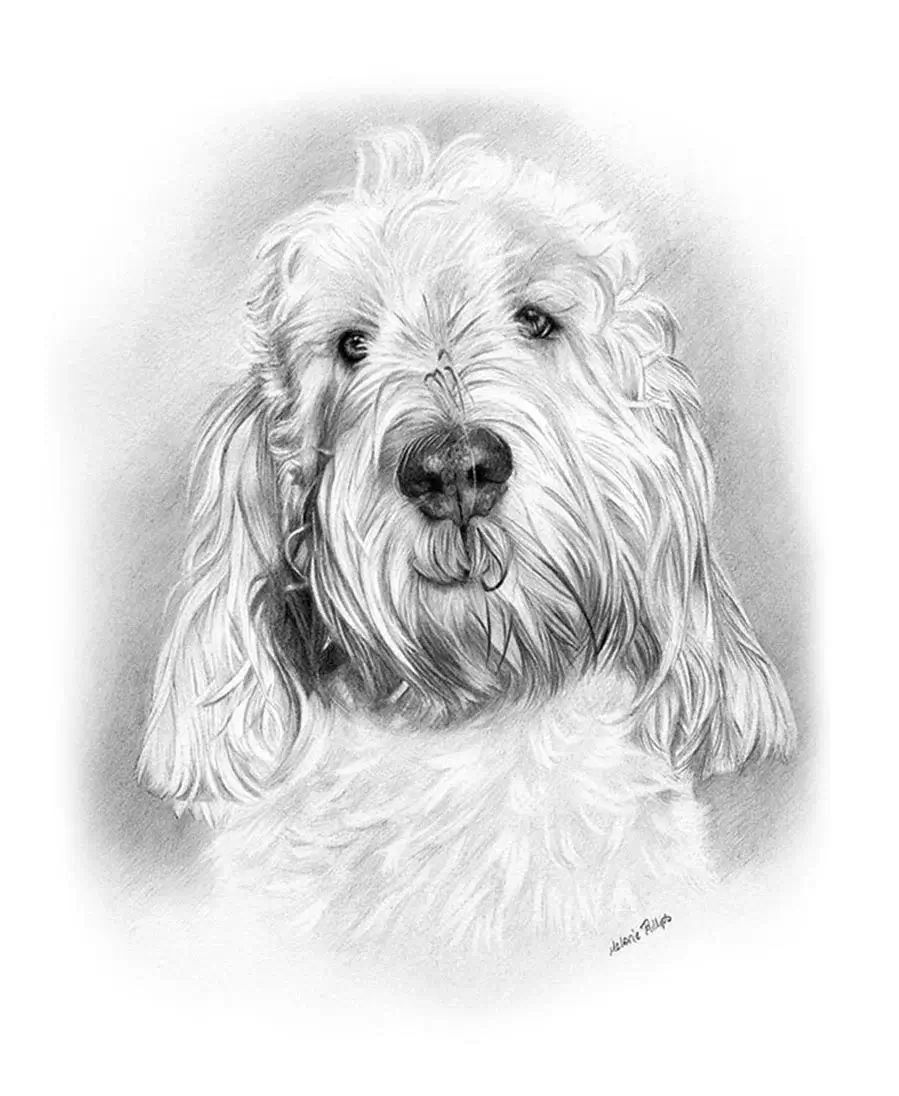 Pencil portrait of Bilbo, a Grand Basset Griffon Vendeen, showing his expressive face.
