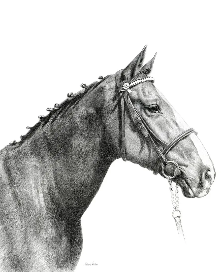 Pencil portrait of Jenkins, a horse, in a detailed and expressive style.