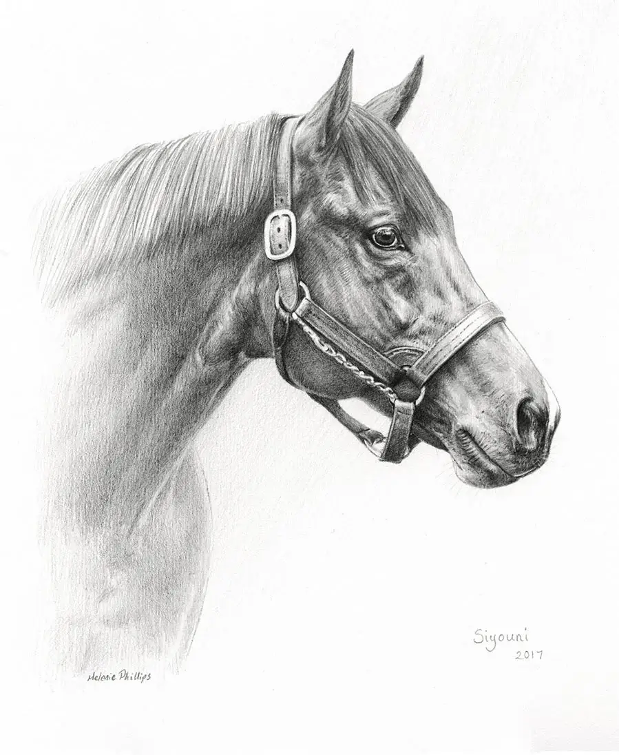 Pencil portrait of Siyoni, a horse, showcasing her elegant profile.
