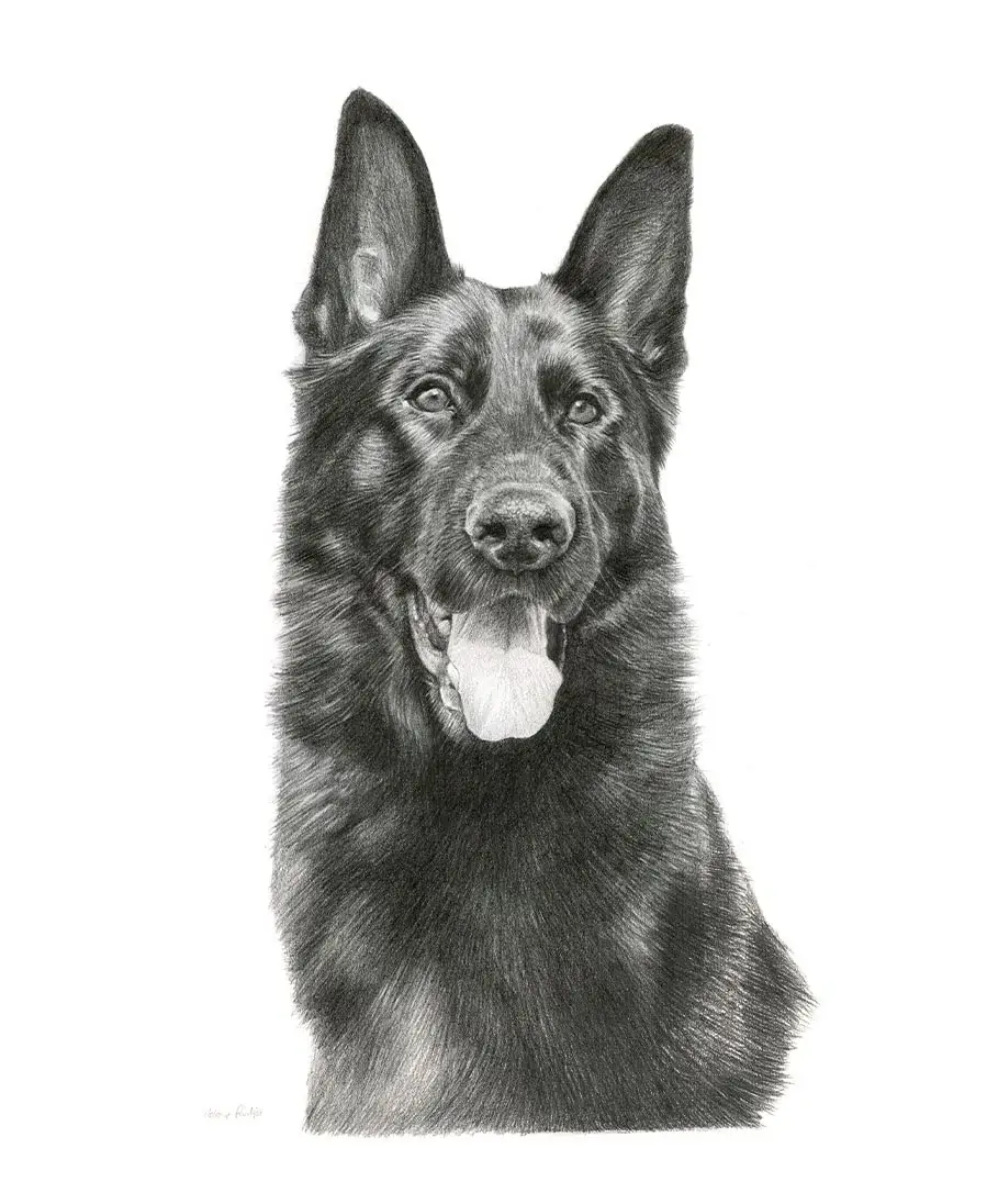 Pencil portrait of Django, a dog, in a realistic hand-drawn style.