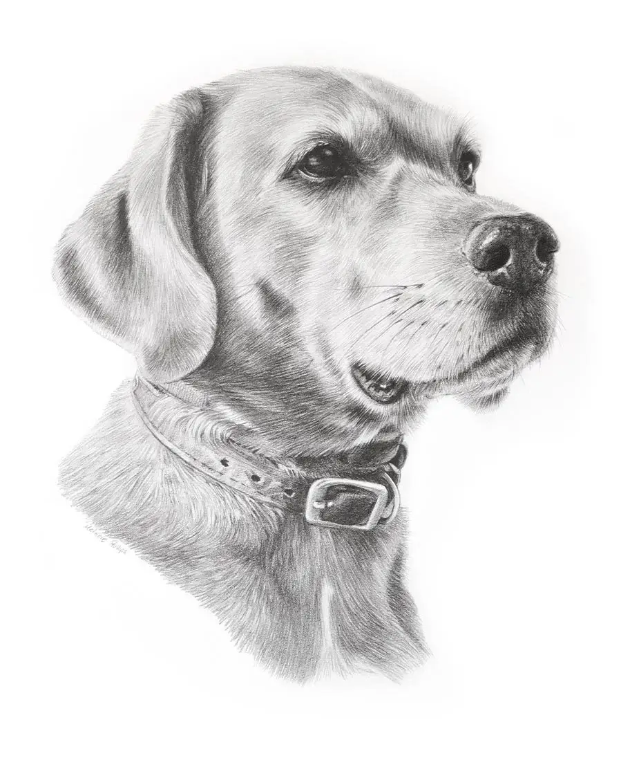 Pencil portrait of Rusty, a Rhodesian Ridgeback, capturing his noble and strong presence.