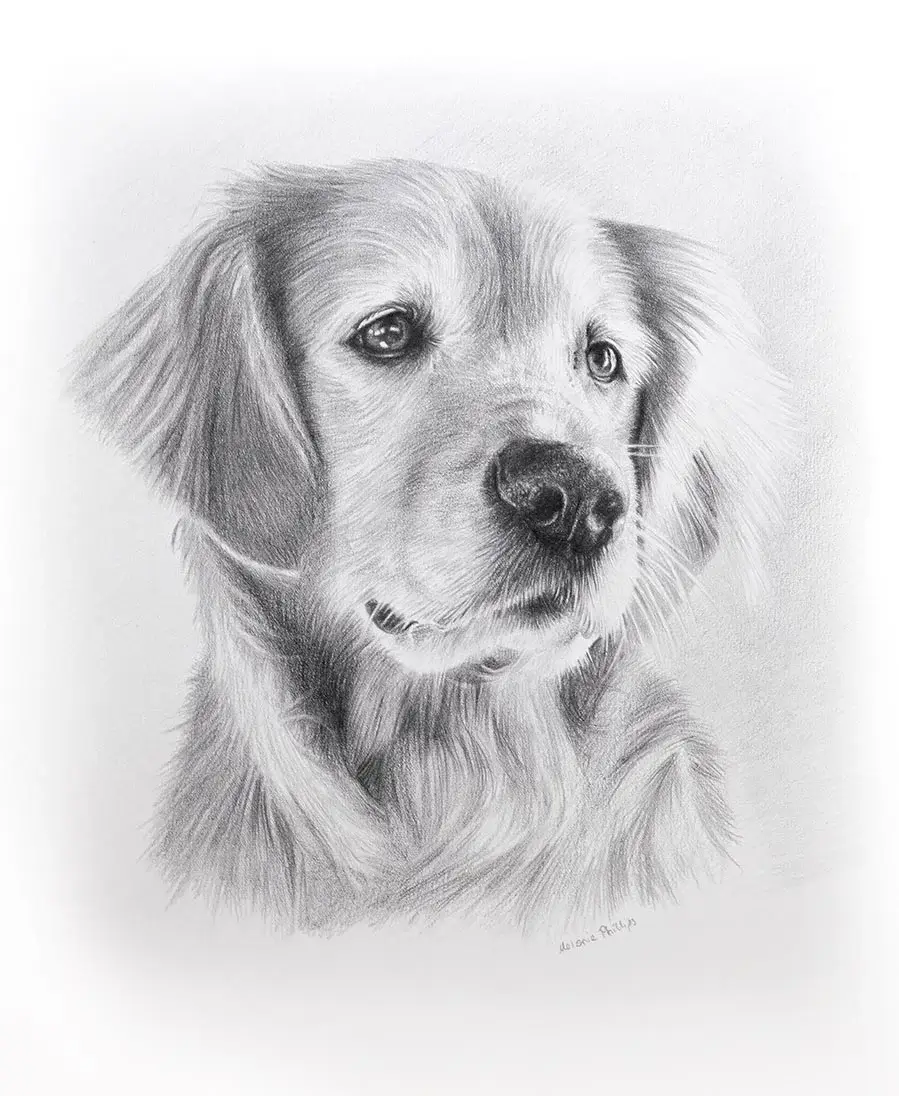 Classic pencil portrait of Sam the Golden Retriever, hand-drawn by Melanie Phillips from a favourite photo, showing his expressive eyes.