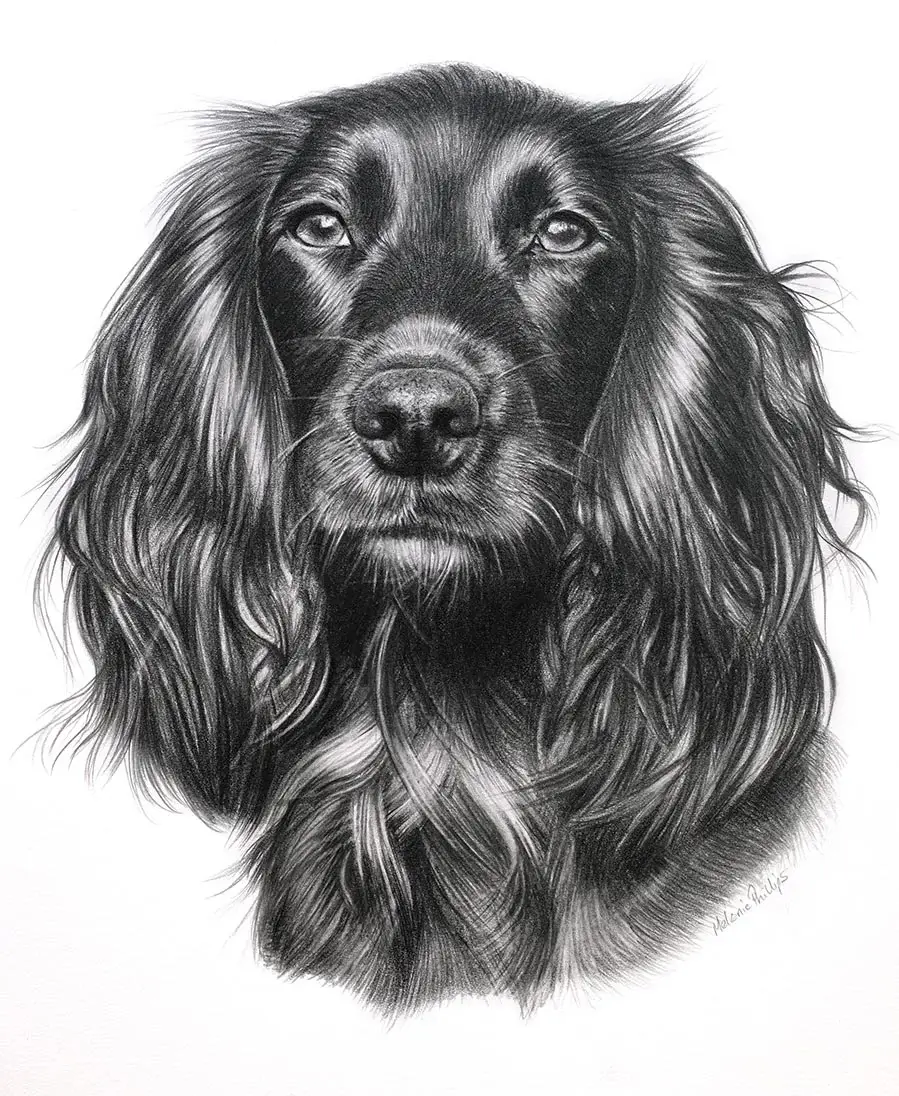 Realistic pencil portrait of Widgeon the Cocker Spaniel, hand-drawn by UK artist Melanie Phillips, showing the dog's detailed fur.