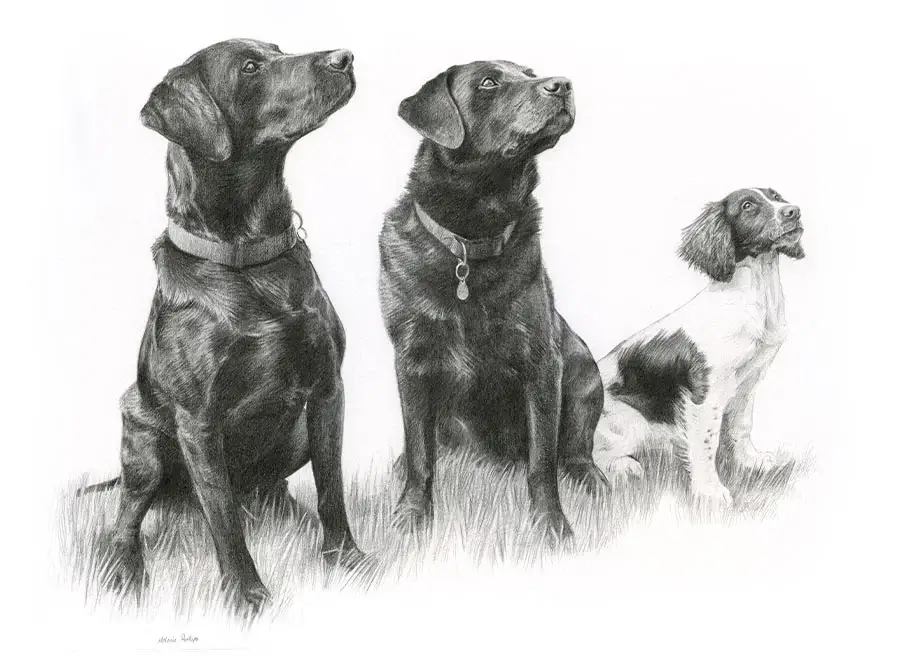 Triple pencil portrait featuring Dexter, Tui, and Purdey, Black Labradors, in a single composition.