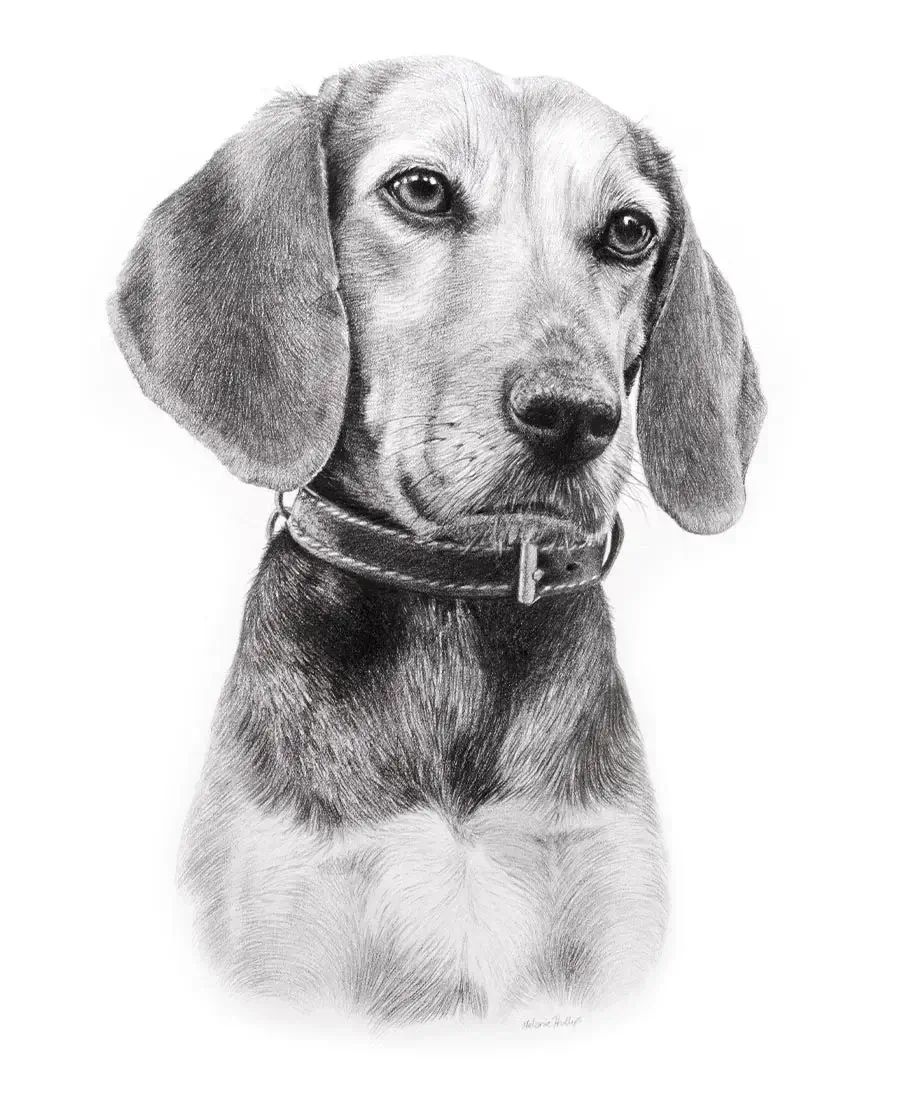 Head and chest pencil portrait of Flippette the dog, drawn by Melanie Phillips, highlighting her fur texture.