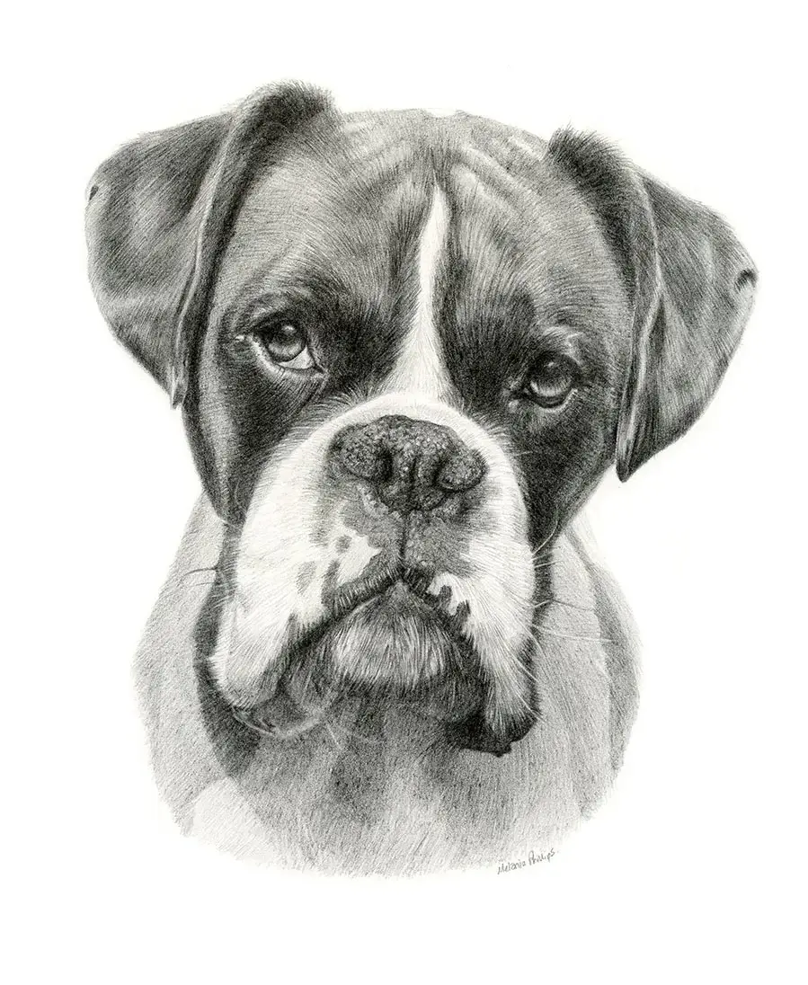 Pencil portrait of Milo, a Boxer, showcasing his distinctive features.