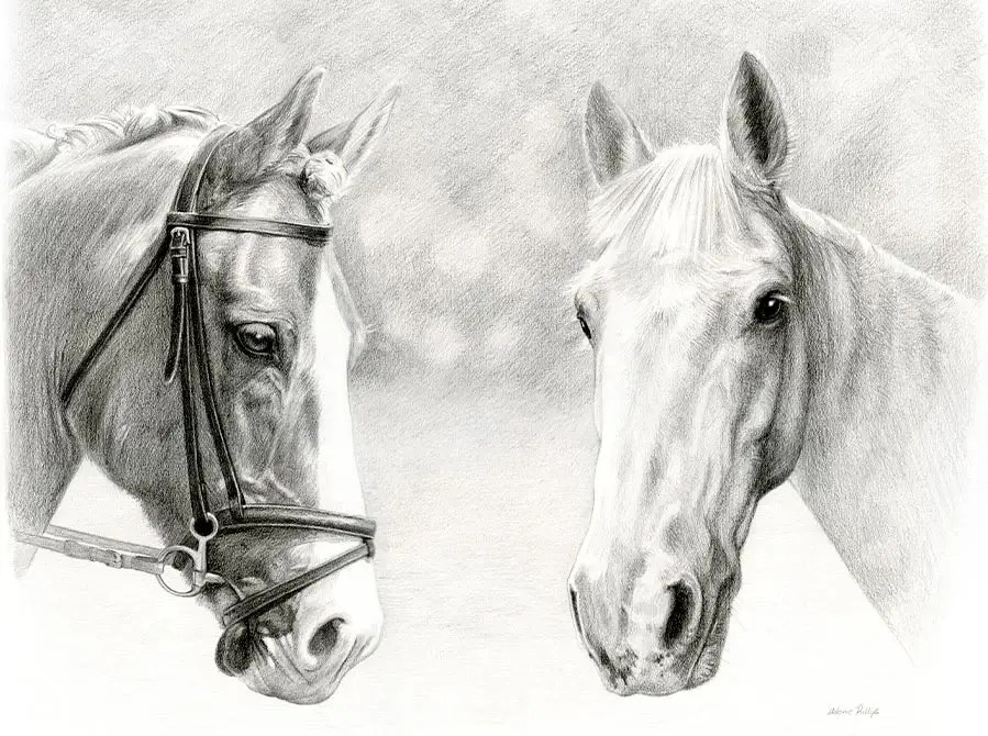 Pencil portrait of Monty and Duffy, two horses, combined into one harmonious drawing.