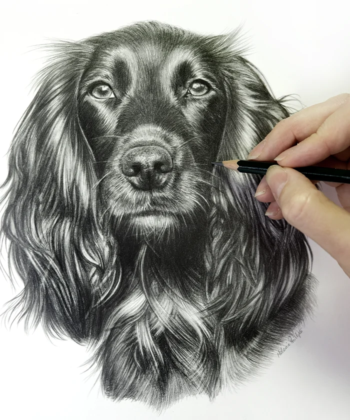 A photo of a pencil pet Portrait of a Spaniel by Melanie Phillips