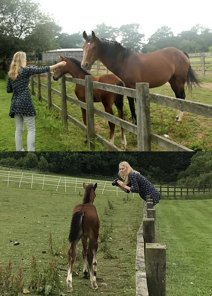 Horse Portrait Contact - we can photograph horses on location