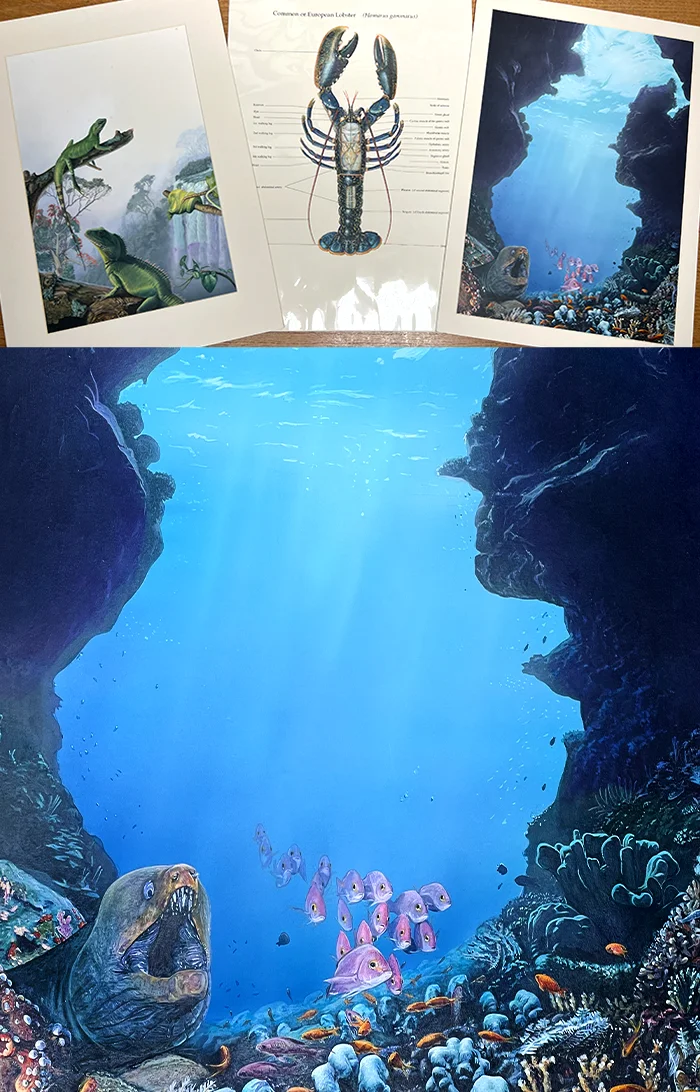 Nicholas Beall's Natural History Illustration artwork from Bournemouth and Poole College of Art and Design.