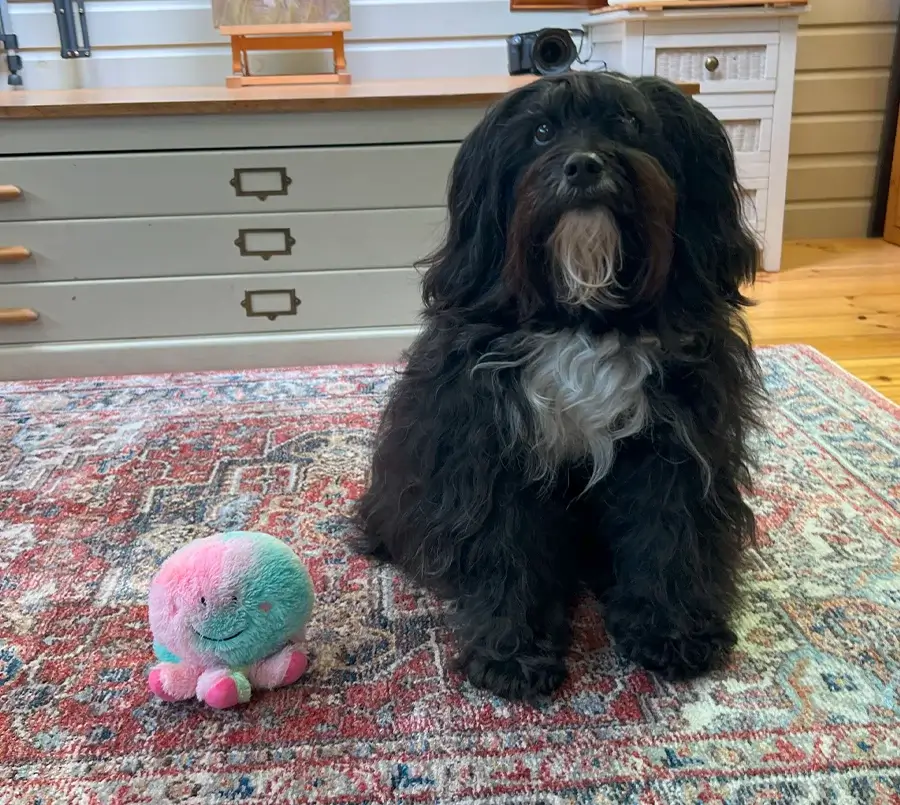 Lily the Tibetan Terrier comfortably curled up on a discarded coat on the studio floor.