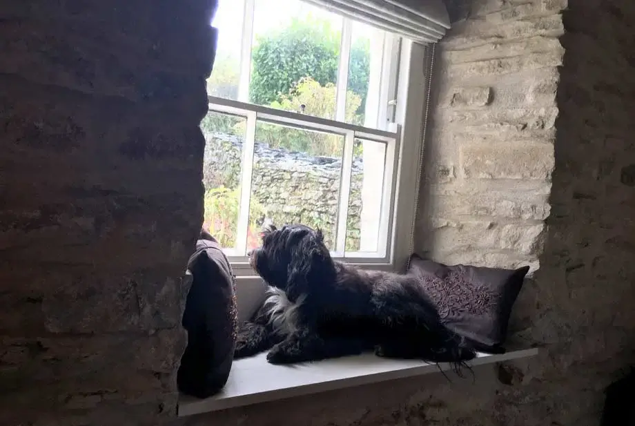 Lily the Tibetan Terrier looking contentedly out of a beautifully restored sash window.