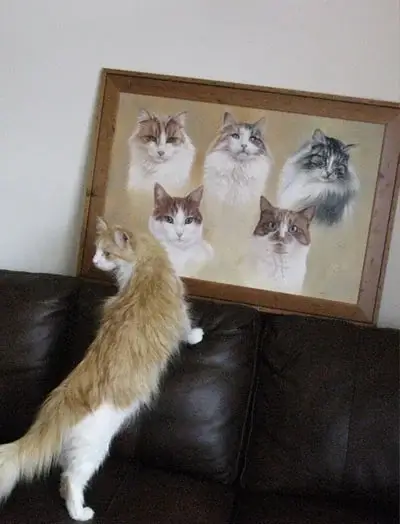 Louise's cats inspecting their new, stunning portrait on the wall, described as 'truly a work of art'.
