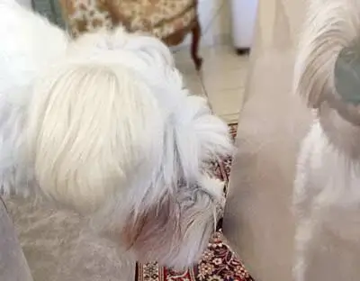 A meticulously packed pet portrait delivered to Richard and Chantele, eagerly awaiting framing and display with Leon.