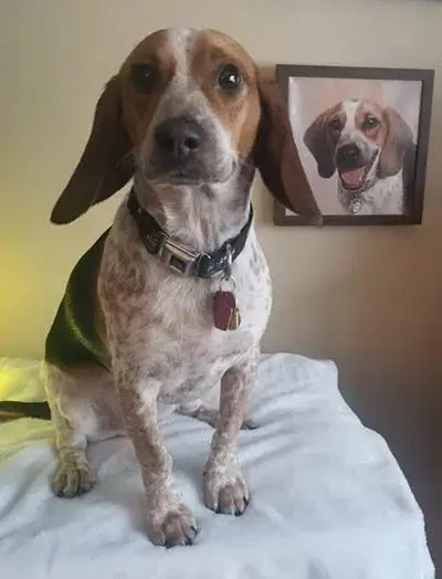 Client Marisa proudly showing off her new classic oil portrait of Joey, a beloved pet.