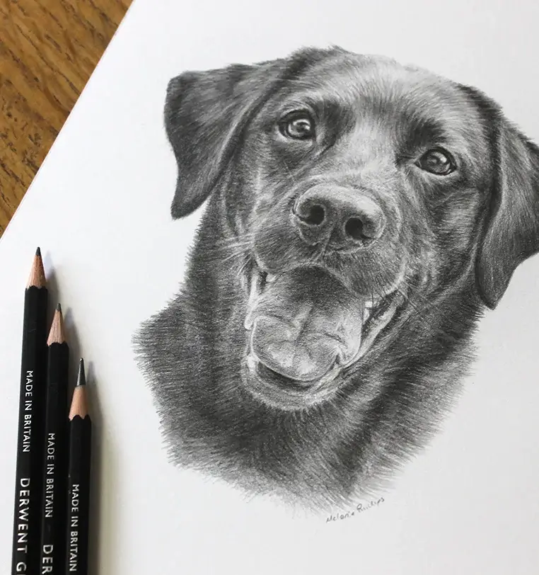 8x6 inch pencil portrait gift of Tess the dog, hand-drawn by Melanie Phillips