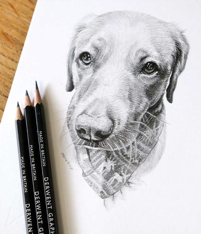 Small pet portrait in pencil by melanie phillips