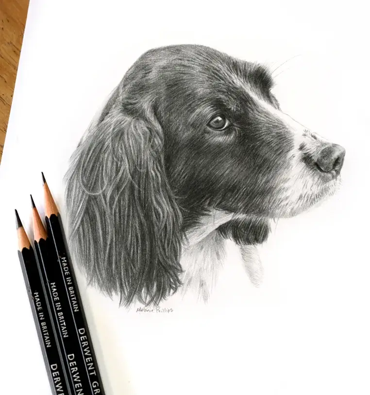 Mini 8x6 inch A5 pet portrait gift of Sikka, hand-drawn by Melanie Phillips