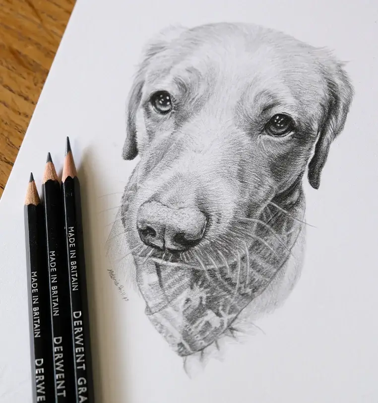 8x6 inch pencil portrait gift of Tammy the dog, hand-drawn by Melanie Phillips