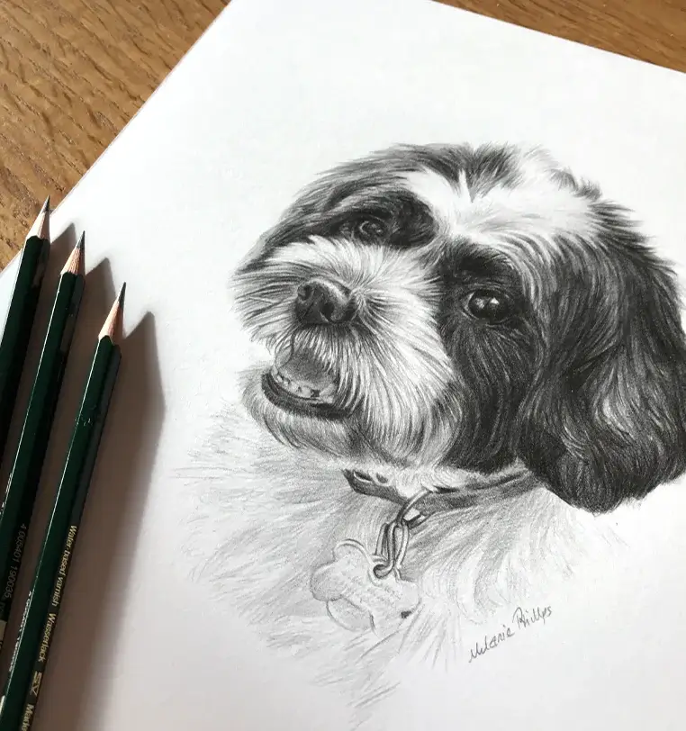 8x6 inch pencil portrait gift of Twilight the dog, hand-drawn by Melanie Phillips
